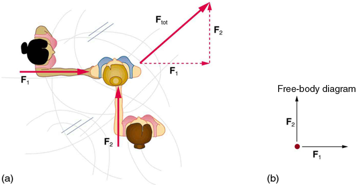 (a) Visão aérea de dois patinadores de gelo empurrando um terceiro. Um patinador empurra com uma força F dois, representada por uma seta apontando para cima, e um segundo patinador empurra com uma força F um, representado por uma seta apontando da esquerda para a direita. O vetor F um e o vetor F dois estão ao longo dos braços dos dois patinadores que atuam no terceiro patinador. Um diagrama vetorial é mostrado na forma de um triângulo reto em que a base é o vetor F um apontando para o leste, e perpendicular a F um é o vetor F dois apontando para o norte. O vetor resultante é mostrado pela hipotenusa apontando para nordeste. (b) Diagrama de corpo livre mostrando apenas as forças que atuam sobre o patinador.