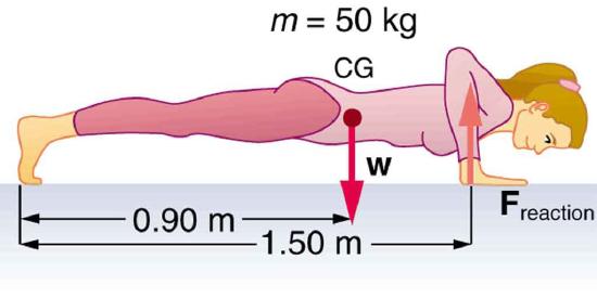 A woman is doing push-ups. Her weight w is acting on her center of gravity , shown by a vector pointing downwards. Her center of gravity  is zero point nine zero meters from her feet and reaction force F acting on her arms is shown by the vector pointing upward along her arms. The distance of reaction force from the feet is one point five zero meters.
