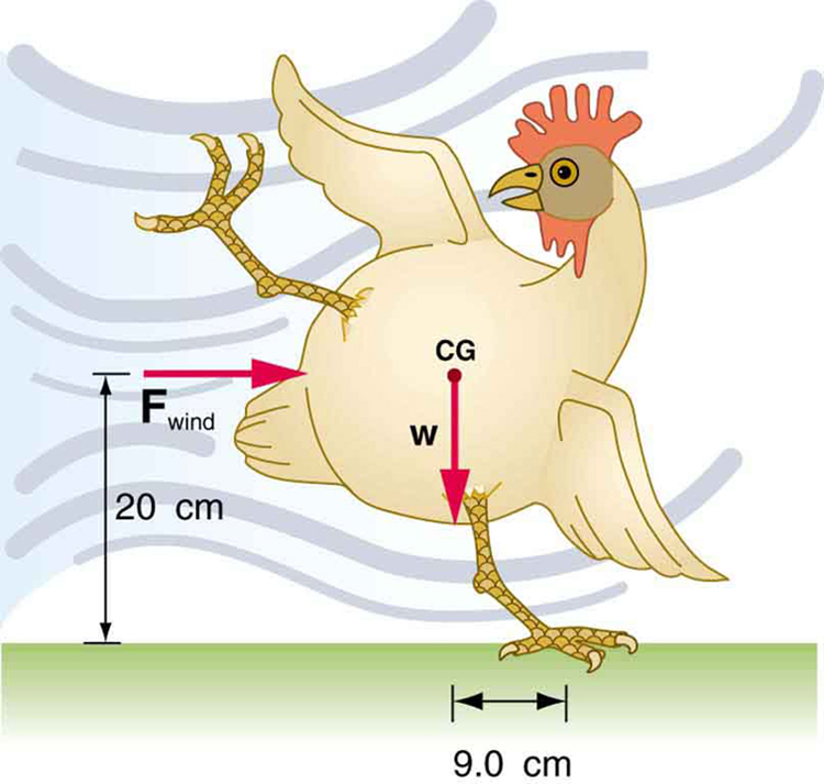 Uma galinha está tentando se equilibrar com o pé esquerdo, que está 9 ponto zero centímetros à direita do frango. A força do vento sopra da esquerda em direção ao centro de gravidade c g da galinha, que fica a 20 cm acima do solo. O peso da galinha w está atuando no centro de gravidade.