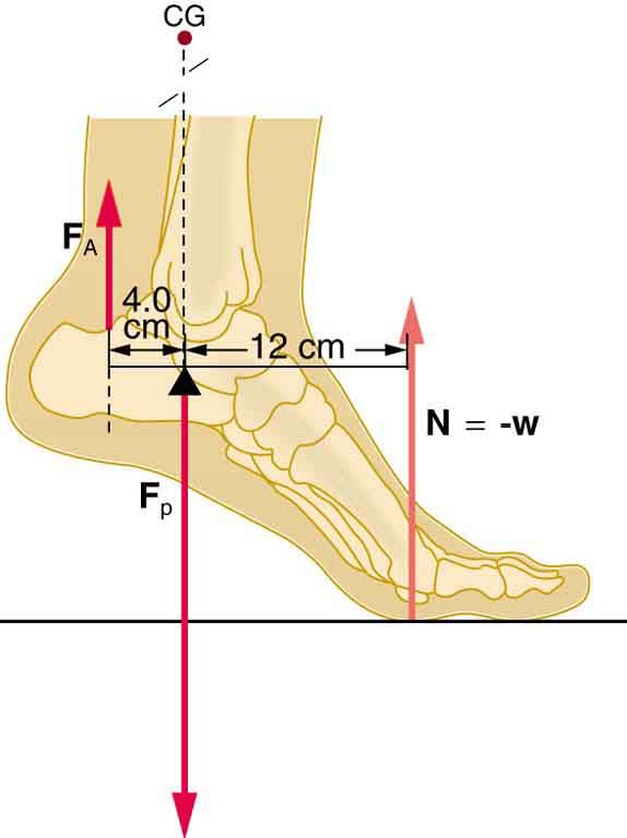 Um pé de uma pessoa é mostrado. O tornozelo está um pouco acima do solo. Há uma força no F-A na parte posterior do tornozelo, que está na direção ascendente. O peso da perna está para baixo. A reação normal é atuar no pé da frente na direção ascendente. A distância perpendicular entre a reação normal e a força F-A é de dezesseis centímetros. Há um ponto entre essas duas forças em que uma força F-P é mostrada, que atua como ponto de apoio do sistema simplificado de alavancas.
