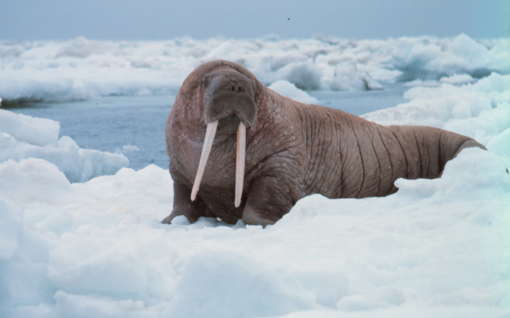 Takwimu inaonyesha walrus kwenye benki ya barafu karibu na maji. Vipande vya walrus vinaonekana.