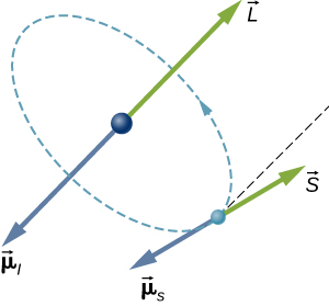 A órbita de um elétron em um átomo é ilustrada como uma pequena esfera em uma órbita circular em torno de uma esfera maior no centro do círculo. A direção da viagem é a direita (no sentido anti-horário, se estiver olhando para ela). No núcleo, um vetor L aponta para cima (novamente, como visto de cima) e um vetor mu sub l aponta para baixo. No elétron, um vetor S aponta para um ângulo não especificado em relação à direção de L, e um vetor mu sub s aponta na direção oposta a S.