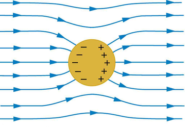 Um condutor esférico é colocado no campo elétrico externo. As linhas do campo são mostradas da esquerda para a direita. As linhas de campo entram e saem do condutor em ângulos retos. Cargas negativas se acumulam na superfície esquerda do condutor e cargas positivas se acumulam na superfície direita do condutor.