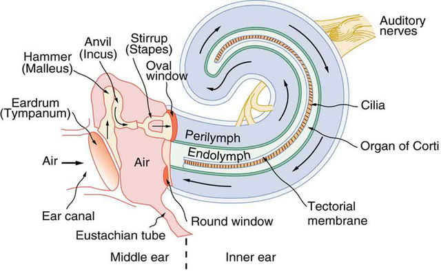 Diagrama esquemático do ouvido médio e interno com várias partes rotuladas.