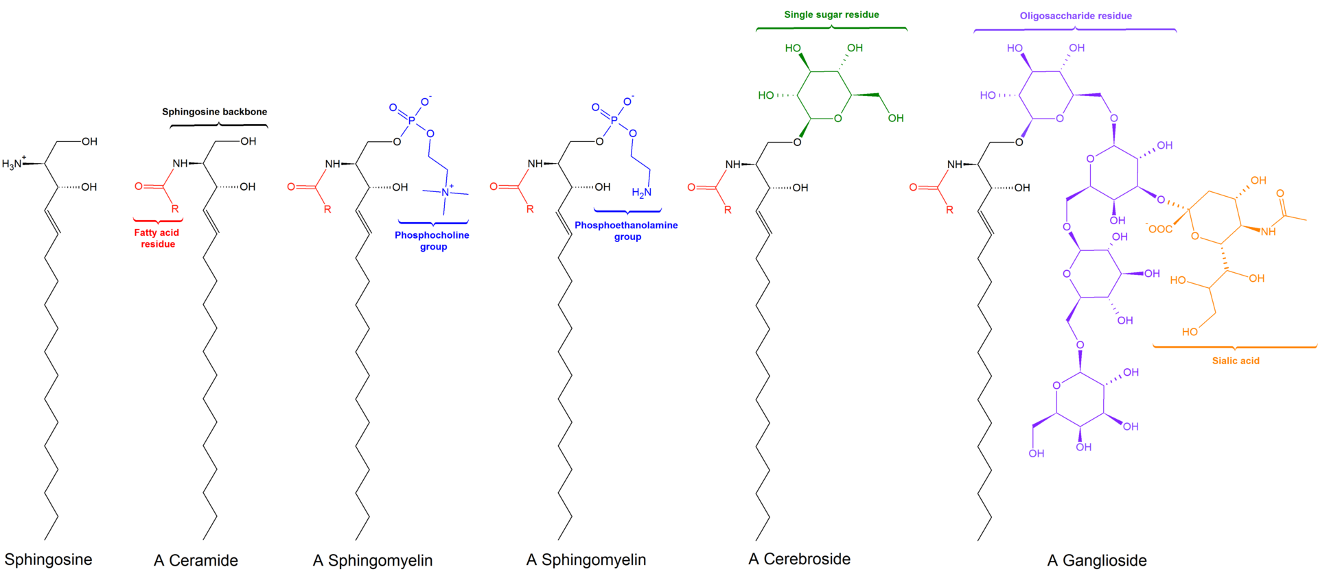 Sphingolipids_general_structures.png