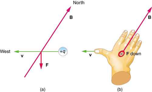 Os efeitos do campo magnético da Terra nas cargas móveis. A Figura a mostra uma carga positiva com um vetor de velocidade a oeste, uma linha de campo magnético B orientada para o norte e um vetor de força magnética F diretamente para baixo. A Figura b mostra a mão direita voltada para baixo, com os dedos apontando para o norte com B, o polegar apontando para o oeste com v e a força para baixo para longe da mão.
