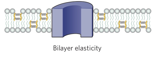 bilayer elasticity.jpg