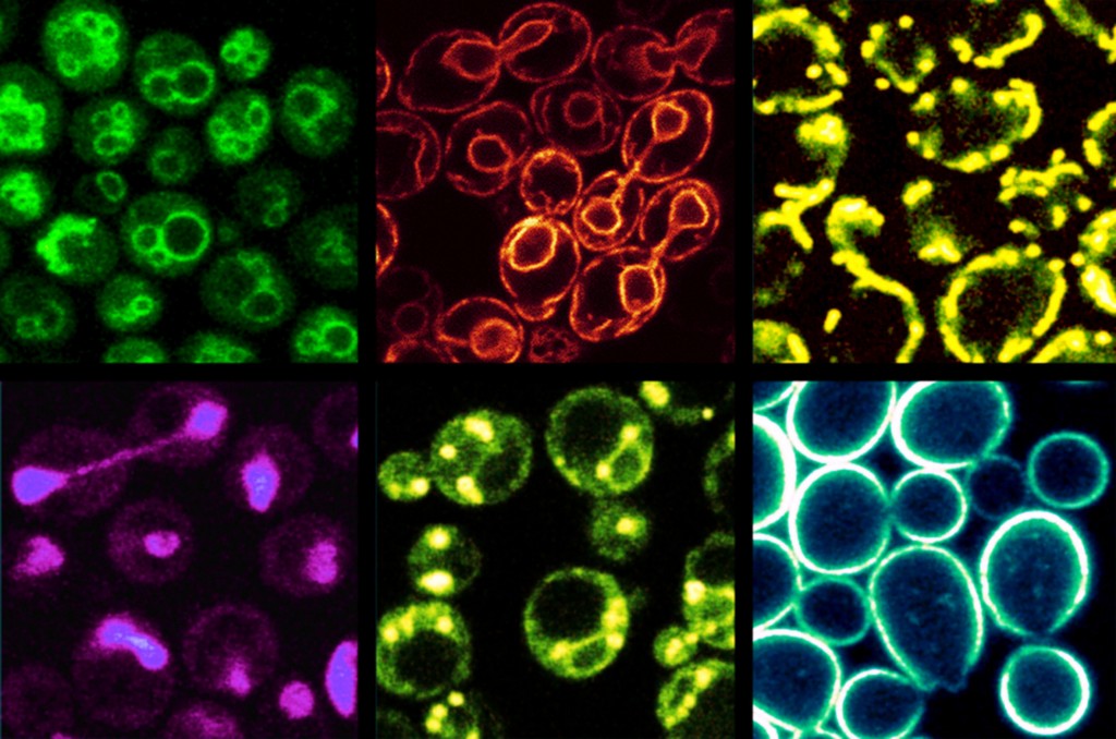Fluorescent Organelles.jpg