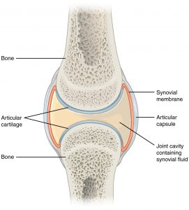 907_Synovial_Joints-271x300.jpg