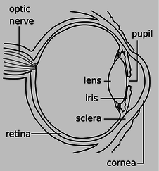 eye-anatomy.png