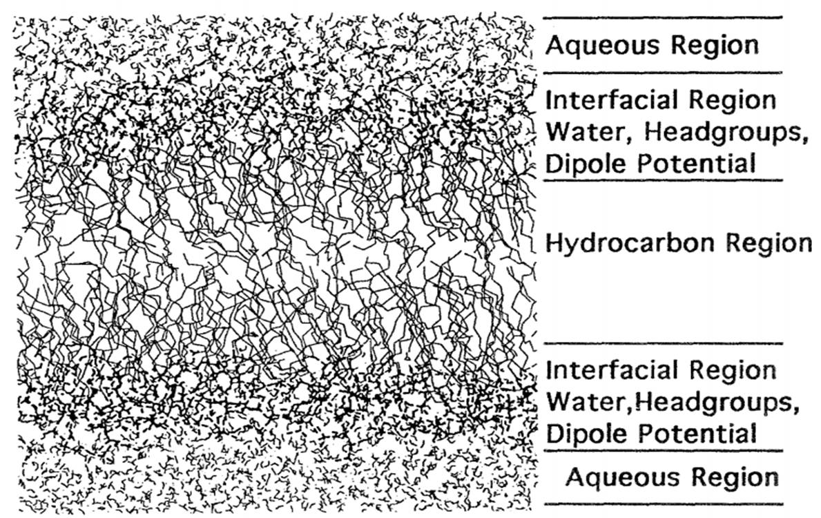 schematic diagram of fluid phase.jpg