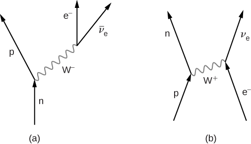 Figure a shows four arrows. One arrow, labeled n, points up and its tip meets the base of another arrow going up and left, labeled p. To the right of this is an arrow labeled e minus pointing up. Its base is connected to the base of another arrow going up and right. This is labeled v bar subscript e. The two junctions on the graph are connected by a wavy line labeled W minus. This points up and right. Figure b shows four arrows. One arrow, labeled p, points up  and right. Its tip meets the base of another arrow going up and left, labeled n. To the right of this is an arrow labeled e minus pointing up and left. Its tip meets the base of another arrow going up and right. This is labeled v subscript e. The two junctions on the graph are connected by a wavy line labeled W plus. This points up and right.