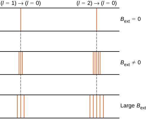 图中显示了磁场 B sub ext 对两条不同光谱线的影响，分别对应于左侧的 l=1 到 l=0 过渡和右侧的 l=2 到 l=0 的过渡。 所示为无外部场、非零外部场和大型外部场的光谱。 由于没有外部字段，两个过渡都显示为单行。 在第二种情况下，施加磁场时，频谱线分成几条线；左边的线分成三条线。 右边的线分成五条。 在第三种情况下，磁场很大。 左边的线又被分成三条线，右边分成五条线，但是分割线的距离比外部磁场不那么强时要远。