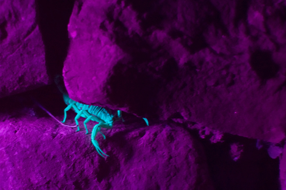 L'image montre un scorpion caché dans les fissures des rochers, éclairé par une lampe UV. La peau du scorpion brille en bleu lorsqu'elle est éclairée par une lumière ultraviolette, contrairement aux roches, qui brillent de couleur violette.