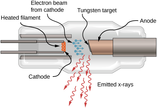 Croquis d'un tube à rayons X. Un filament chauffé à une extrémité agit comme une cathode qui émet un faisceau d'électrons. Les électrons accélèrent dans un espace vers une cible en tungstène montée sur une anode. Des rayons X sont émis par la cible.