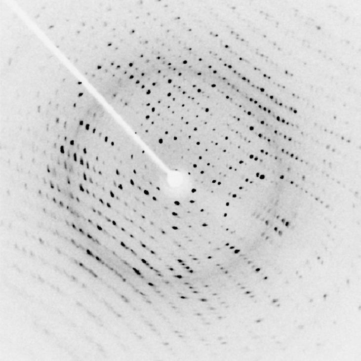 صورة حيود الأشعة السينية للبروتين. تُظهر الصورة مجموعة من النقاط السوداء الصغيرة، مرتبة في صفوف منحنية قليلاً، على خلفية بيضاء. يمتد الذراع الأبيض من أعلى اليسار إلى منتصف الصورة، حيث يوجد قرص أبيض صغير. هذا القرص الأبيض هو ظل كتلة الشعاع، التي تحجب جزء شعاع الأشعة السينية الساقط الذي لم تحركه البلورة.
