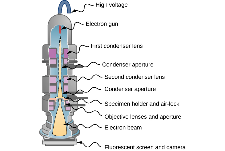 La photo montre le schéma d'un microscope électronique à transmission. Un canon à électrons génère un faisceau d'électrons qui passe à travers deux ensembles d'ouvertures de lentille et de condenseur avant de toucher l'échantillon. Les électrons transmis sont projetés sur un écran fluorescent et l'image est envoyée à une caméra.