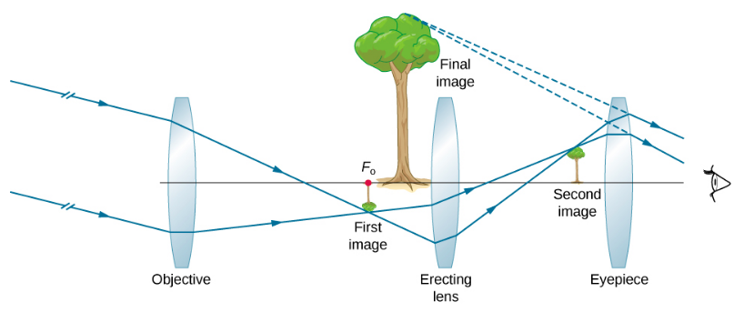 Les rayons parallèles formant un angle par rapport à l'axe optique pénètrent dans une lentille d'objectif biconvexe et convergent de l'autre côté pour former une minuscule image inversée d'un arbre au point focal de l'objectif. À partir de là, les rayons passent à travers une autre lentille biconvexe appelée lentille d'érection et convergent de l'autre côté pour former une petite image verticale de l'arbre. De là, les rayons traversent un oculaire biconvexe et pénètrent dans l'œil. Les extensions arrière de celles-ci convergent pour former une image verticale agrandie de l'arbre étiquetée image finale. Il se trouve entre la première image et la lentille de montage.