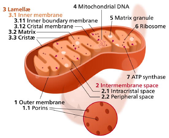 1024px-Mitochondrion_mini.svg (1).png