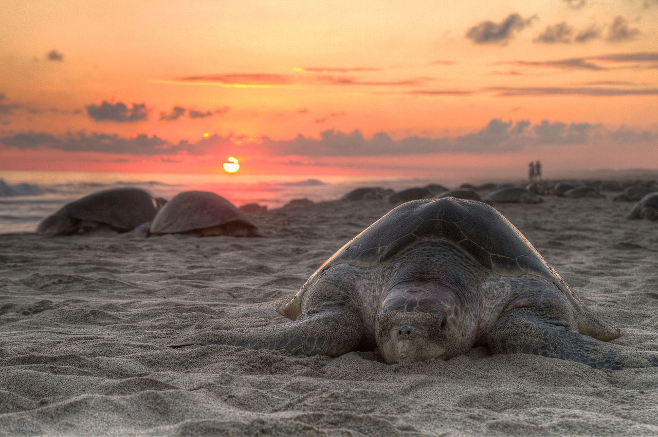 A turtle walking on a beach at sunset is shown.