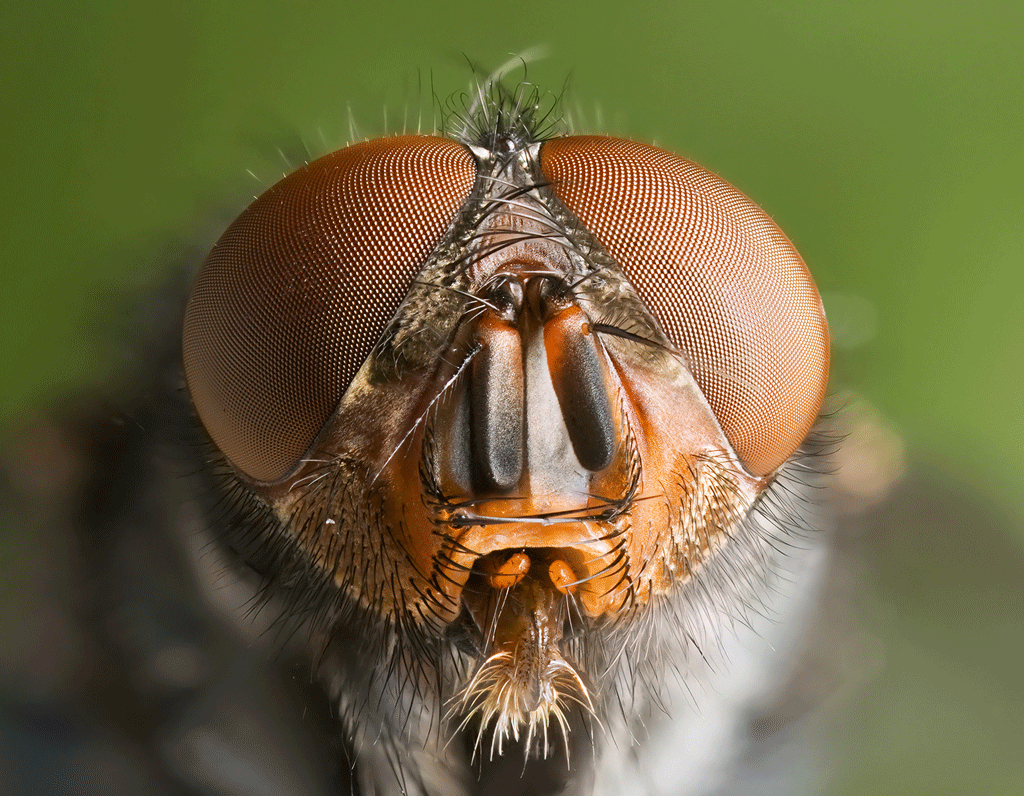 A closeup of a blue bottle fly is shown.