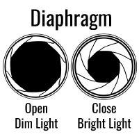A circle with a small white band around a large black area is on the left; a circle with a larger white band around a smaller black area is on the right.