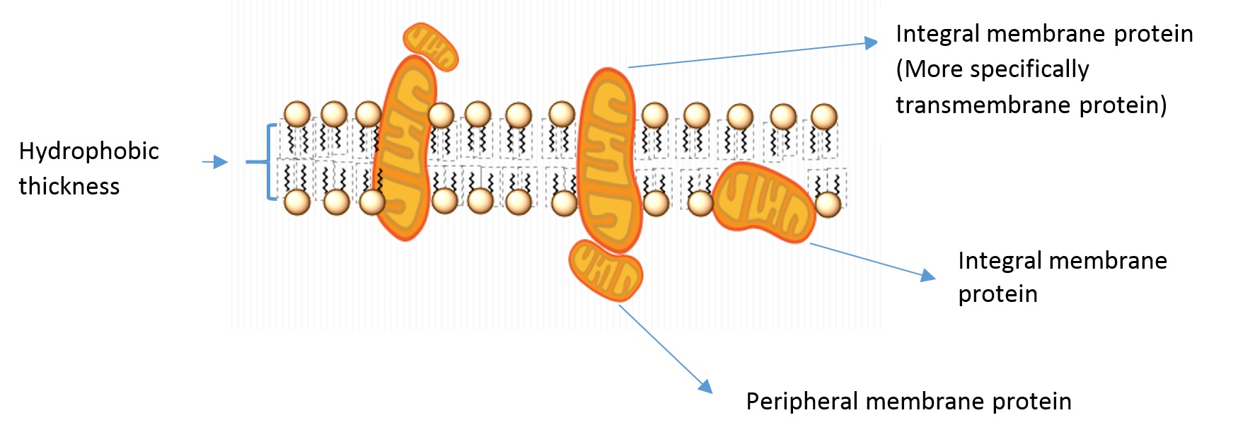 membrane proteins.jpg