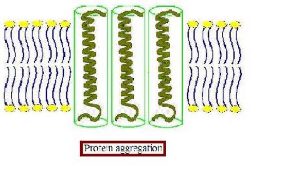 protein aggregation.jpg