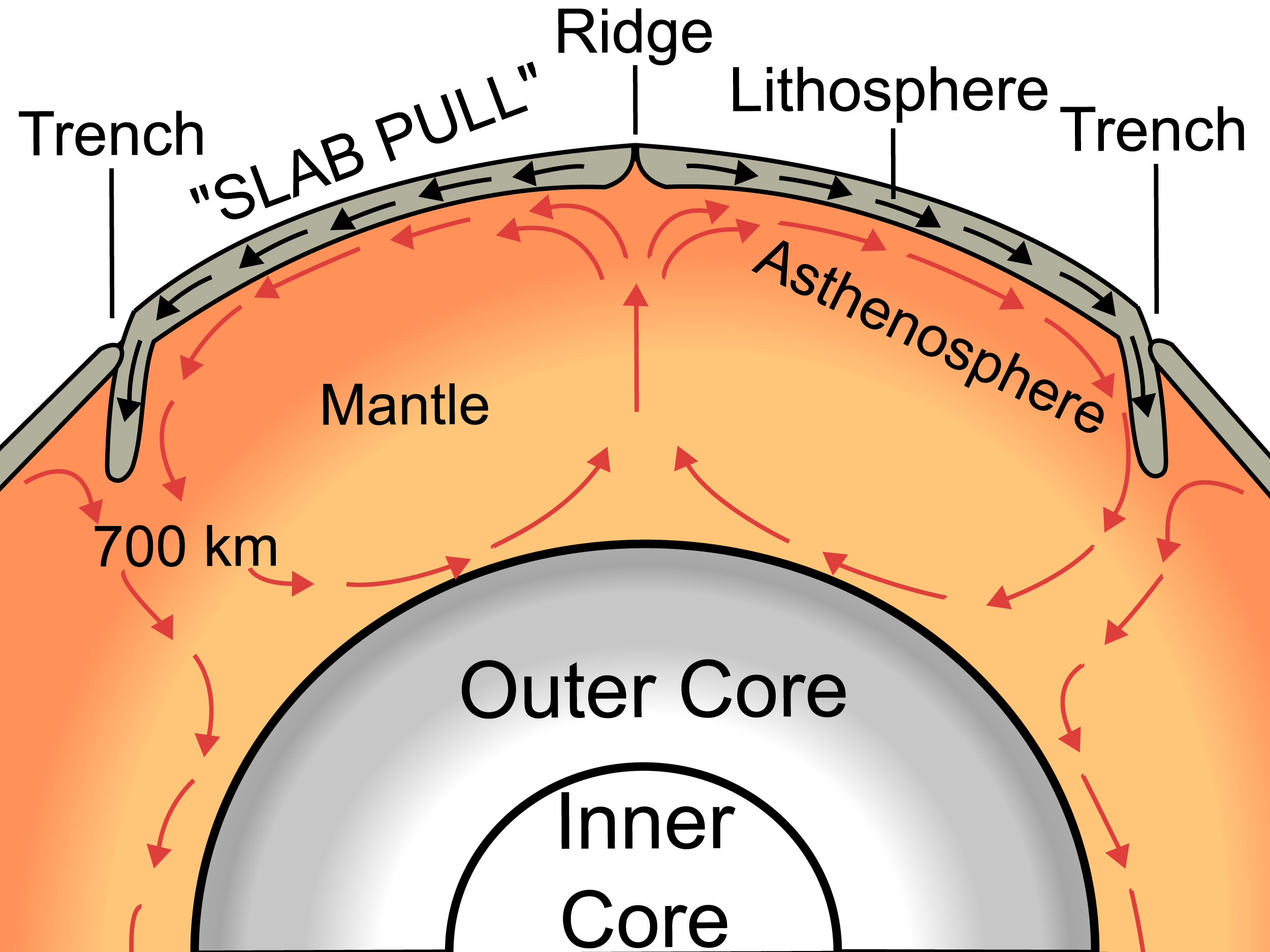 Convective forces in the mantle create a conveyor belt movement that drags the tectonic plates around. https://commons.wikimedia.org/wiki/File:Oceanic_spreading.svg