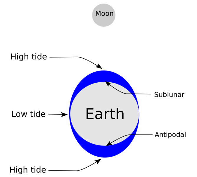 The Moon's gravity influences the tides. https://commons.wikimedia.org/wiki/File:Tides_overview.png