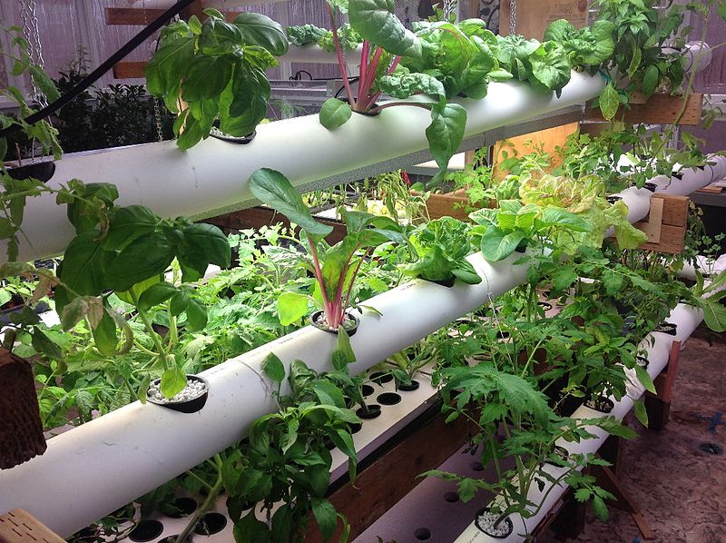 Hydroponics may enable people to grow food in space. https:/commons.wikimedia.org/wiki/File:Hydroponics_(33185459271).jpg; 