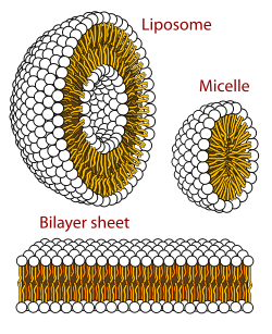 Phospholipids like these natural form bilayers and membrane-like droplets in water. https://commons.wikimedia.org/wiki/File:Lipid_bilayer_and_micelle.svg