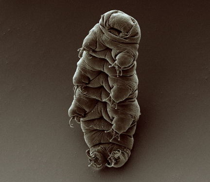 Adult tardigrade. https:/commons.wikimedia.org/wiki/File:Adult_tardigrade.jpg; 