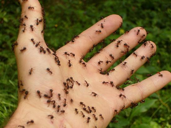 https:/www.pickpik.com/wood-ants-hand-risk-disgust-ants-spooky-87431; 