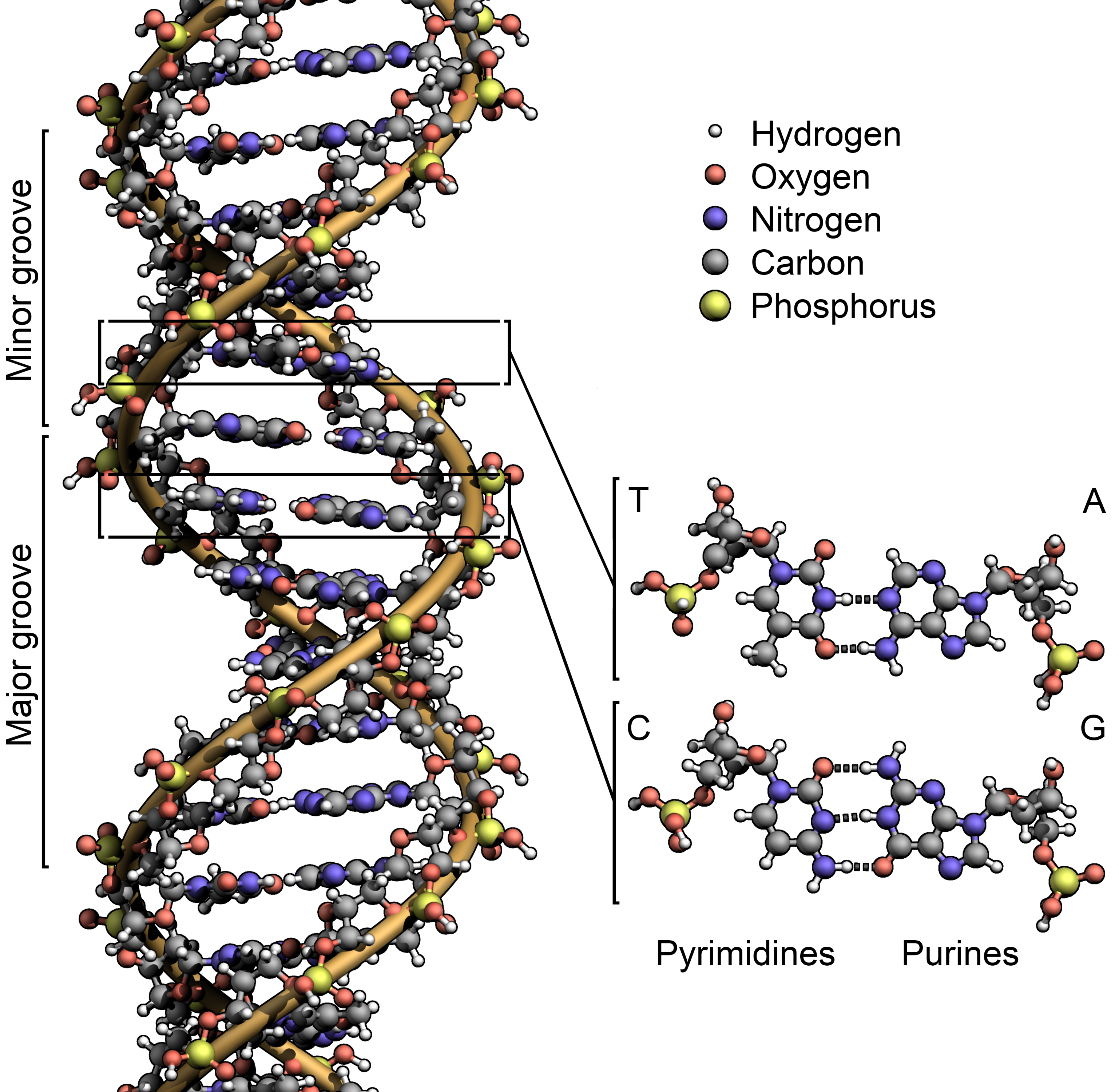  https://commons.wikimedia.org/wiki/File:Difference_DNA_RNA-EN.svg
