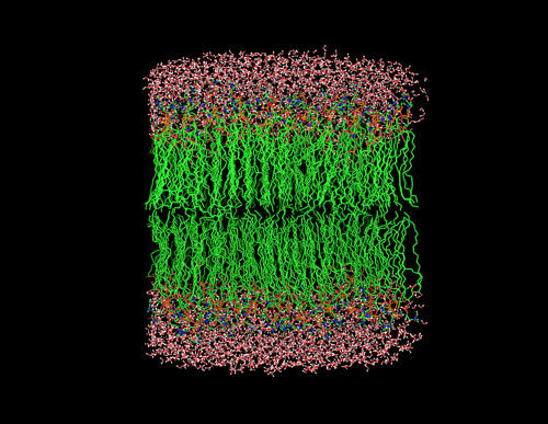 biomembrane.jpg