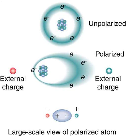 The top part of the figure shows what an unpolarized atom would look like if the electrons moved along a circular path around the positively charged nucleus. Next, when there is an external negative and a positive charge, the electrons are attracted toward the positive external charge and the nucleus is attracted toward the negative external charge. The circular orbit of the electrons becomes an ellipse due to the pull of the external charges.