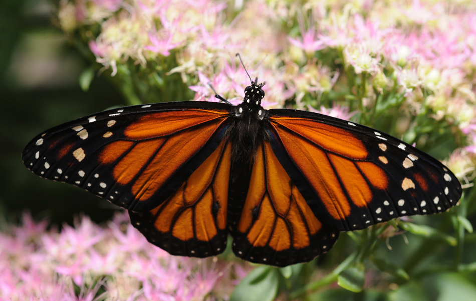 A fotografia de uma borboleta com as asas abertas simetricamente é mostrada apoiada em um ramo de flores.