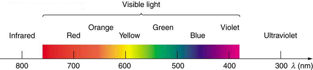 Uma distribuição contínua de cores com sua faixa de comprimento de onda lambda em nanômetros, começando com infravermelho a 800 nanômetros. Seguindo o infravermelho está a região visível com vermelho a 700 nanômetros, laranja, amarelo a 600 nanômetros, verde, azul a 500 nanômetros e violeta a 400 nanômetros. A distribuição termina com ultravioleta a 300 nanômetros.