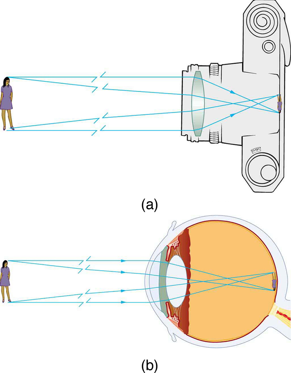 A Figura (a) mostra raios incidentes vindos de um objeto (uma menina) e caindo sobre uma lente convexa em uma câmera. Os raios após a refração produzem uma imagem invertida, real e diminuída no filme da câmera. A Figura (b) mostra o mesmo objeto na frente de um olho humano. Os raios do objeto incidem sobre a lente convexa e, na refração, produzem uma imagem real, invertida e diminuída na retina do globo ocular.