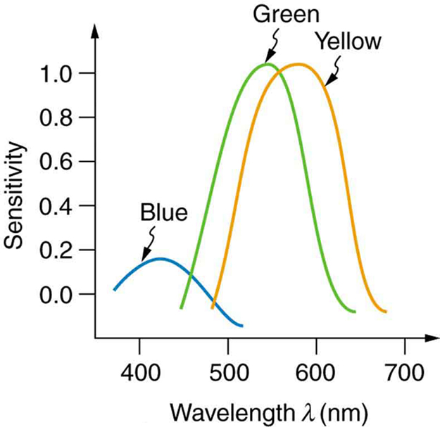 Um gráfico de linha de sensibilidade no eixo y e comprimento de onda no eixo x é mostrado. O gráfico mostra três curvas distorcidas, representando três tipos de cones e cada tipo é sensível a diferentes faixas de comprimentos de onda. A faixa de comprimento de onda está entre trezentos e cinquenta a setecentos nanômetros. Para a faixa azul, a curva atinge o pico de quatrocentos e vinte nanômetros e a sensibilidade é zero ponto dois. Para a faixa verde, a curva atinge o pico em quinhentos e vinte nanômetros e a sensibilidade é mostrada como um ponto zero. Para a faixa amarela, a curva atinge o pico em quinhentos e noventa nanômetros e a sensibilidade está em um ponto zero.