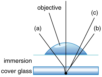 Diagrama dos caminhos da luz de uma amostra e refração no ar, água e óleo.