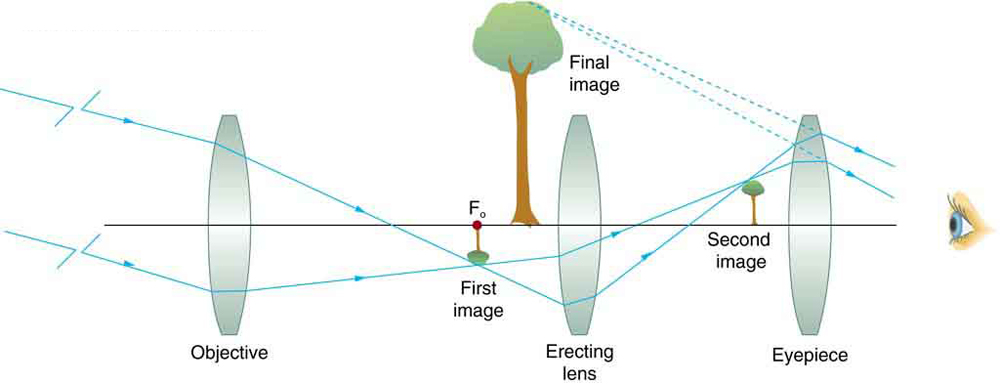 Um diagrama de raios da esquerda para a direita mostra uma lente objetiva côncava, uma pequena imagem invertida de uma árvore, uma imagem final vertical ampliada da árvore, uma lente côncava ereta, uma pequena imagem vertical de uma árvore, lente côncava como ocular e um olho para ver no mesmo eixo óptico. Os raios de um objeto distante atingem as bordas da lente objetiva, convergem para o foco do ponto focal, formam uma pequena imagem invertida do objeto e passam pela lente ereta, formando novamente a pequena imagem vertical do objeto e, finalmente, os raios passam pela ocular até o olho. Linhas pontilhadas unidas para trás a partir dos raios que atingem a ocular se encontram em um ponto em que a imagem vertical ampliada final do objeto é formada.