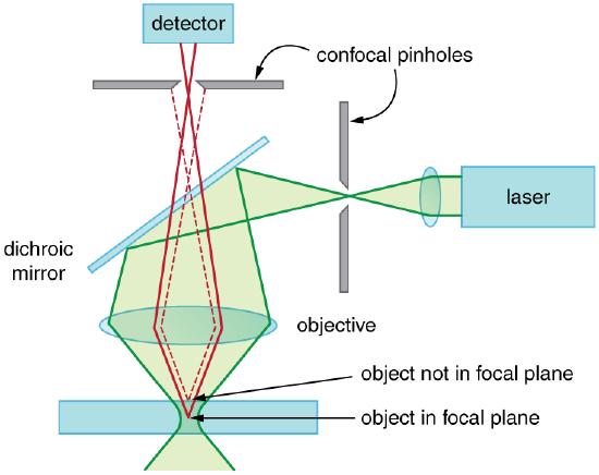 Schematic of a confocal microscope. There is a sample at the bottom, a pinhole at the top, and a pinhole at the right side. The sample is a horizontal rectangle that is rather thick in the vertical direction. A green laser beam coming from the right is focused through the right pinhole, then reflects downward off of a dichroic mirror. It is then collected by a horizontal objective lens and focused onto the sample. The focus is not a point, but an extended zone where the beam diameter is minimal. Two solid red rays leave the focal plane of the objective lens and diverge upward. This plane is inside the sample and is labeled object in focal plane. These rays pass through the objective lens and begin to converge. After passing through the dichroic mirror, they continue upward and are focused through the top pinhole. After passing through this pinhole, these rays enter a detector. Two dashed red rays leave the sample at a point slightly above the focal plane, which is labeled object not in focal plane. These rays follow similar paths as the solid red rays, but they do not focus on the pinhole and so are blocked and do not reach the detector.