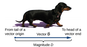 A photo of a dog. Below the photo is a horizontal arrow which starts below the dog’s tail and ends below the dog’s nose. The arrow is labeled Vector D, and its length is labeled as magnitude D. The start (tail) of the arrow is labeled “From rail of a vector origin” and its end (head) is labeled “To head of a vector end.”