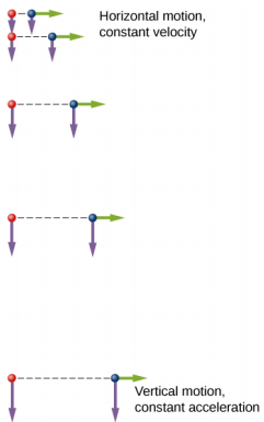 Duas bolas idênticas são ilustradas em 5 locais em intervalos de tempo iguais. As bolas começam na mesma posição vertical. As setas verdes representam as velocidades horizontais e as setas roxas representam as velocidades verticais em cada posição. A bola à direita tem uma velocidade horizontal inicial, enquanto a bola à esquerda não tem velocidade horizontal. O movimento horizontal é a velocidade horizontal constante em todos os momentos para ambas as bolas. O movimento vertical é uma aceleração vertical constante. A velocidade vertical de cada bola está aumentando em magnitude e apontando para baixo. A cada instante, ambas as bolas têm posições verticais e velocidades verticais idênticas.