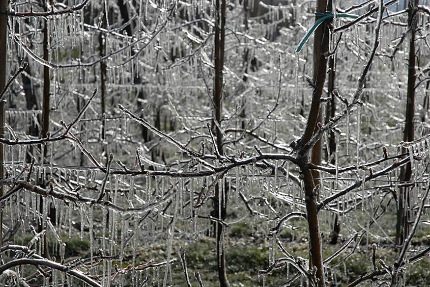 A figura mostra galhos de árvores nus cobertos de gelo e pingentes de gelo.