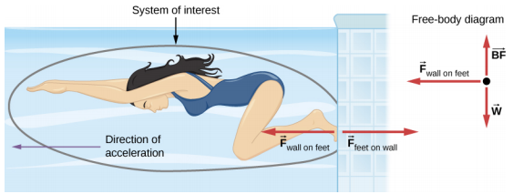 Figure shows a swimmer pushing against a wall with her feet. Direction of acceleration is towards the left. Force F subscript feet on wall points right and force F subscript wall on feet points left. The swimmer is circled and this circle is labeled system of interest. This does not include the wall, nor the force F subscript feet on wall. A free body diagram shows vector w pointing downwards, vector BF pointing upwards and vector F subscript wall on feet pointing left.