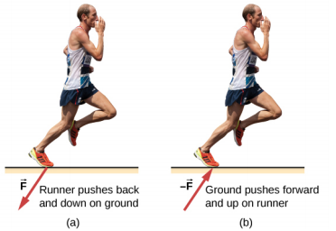 Figure a shows the picture of a runner, labeled, runner pushes back and down on ground.  An arrow labeled F from his foot points down and left. Figure b is labeled, ground pushes forward and up on runner. An arrow labeled –F points up and right, towards his foot.