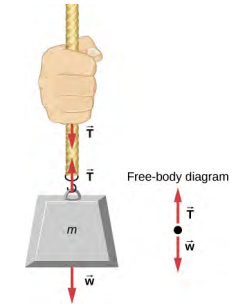 La figure montre la masse m suspendue à une corde. Deux flèches de même longueur, toutes deux désignées par T, sont affichées le long de la corde, l'une pointant vers le haut et l'autre vers le bas. Une flèche étiquetée w pointe vers le bas. Un diagramme de corps libre montre T pointant vers le haut et w pointant vers le bas.